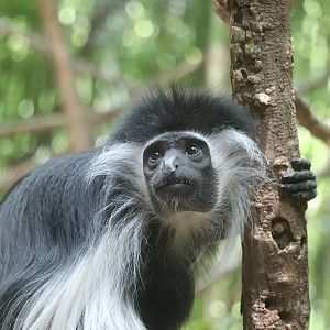 Jungle Trails - Angolan Colobus Monkey