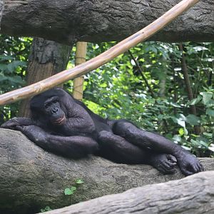 Jungle Trails - Bonobo