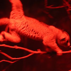 Jungle Trails - Potto