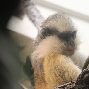Jungle Trails - Gray Crowned Guenon