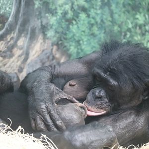 Jungle Trails - Bonobo