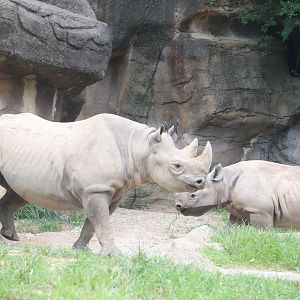 Rhino Reserve - Black Rhino