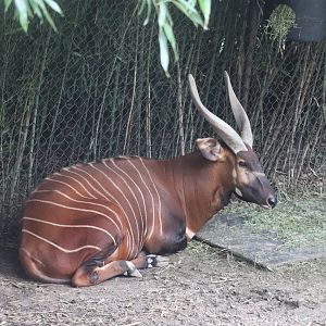Rhino Reserve - Bongo