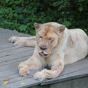 White Lion exhibit - White Lion