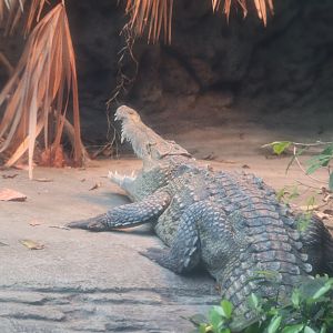 Manatee Springs - American Crocodile