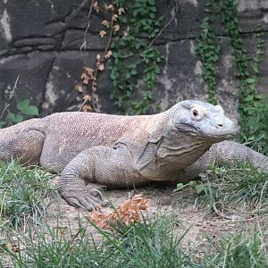 Dragons! - Komodo Dragon