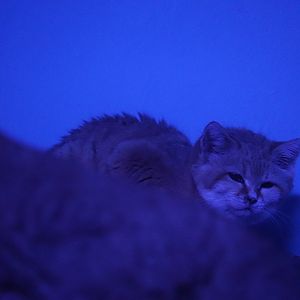 Night Hunters - Sand Cat