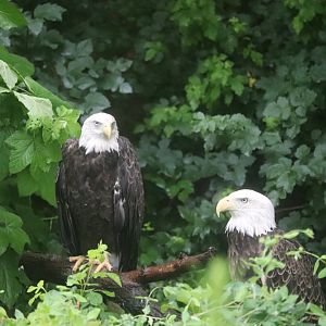 Cincinnati Zoo - Bald Eagle