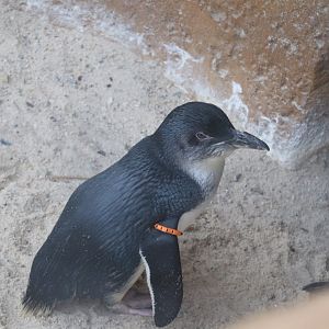 Roo Valley - Little Blue Penguin