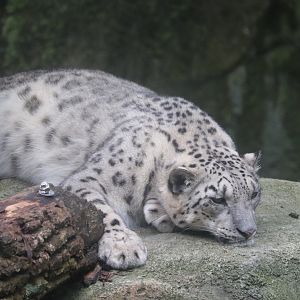 Cat Canyon - Snow Leopard