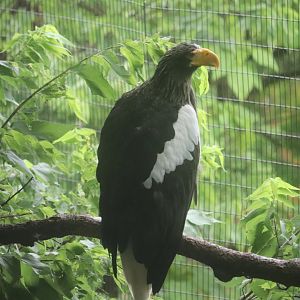 Cincinnati Zoo - Steller’s Sea Eagle