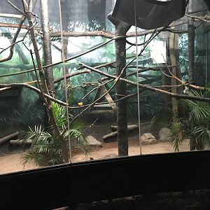 Primate Exhibit Mural (Americas Pavilion)