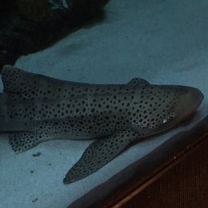 Maggie, Zebra shark