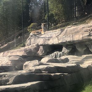 Mischa, Siberian tiger