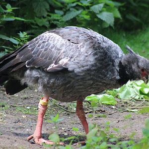 Southern screamer