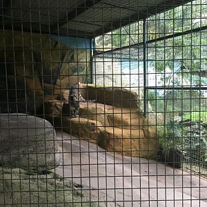 Snow leopard 18/06/21