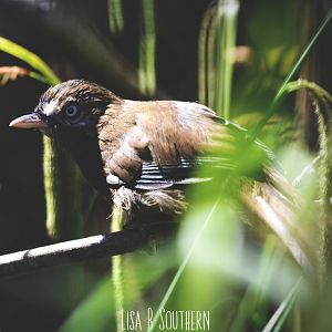 Eastern Moustached laughingthrush