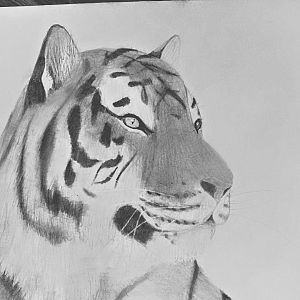 Niva, Budapest Zoo's female Amur tiger