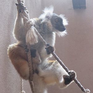Eulemur macaco