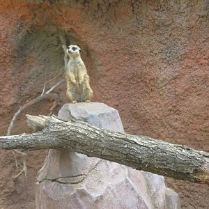 Meerkat