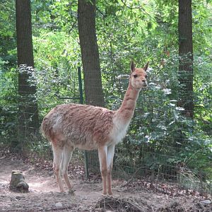 Vicugna vicugna, male