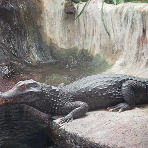 Cuvier's dwarf caiman