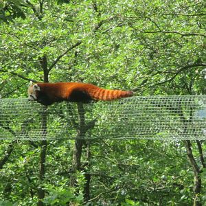 Red panda