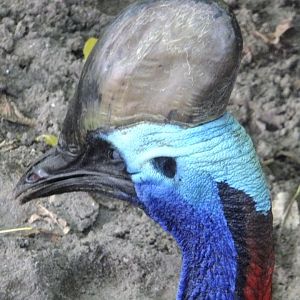 Cassowary portrait