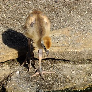 Grey crowned crane chick