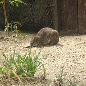 Parma wallaby