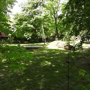 Malayan tapir exhibit