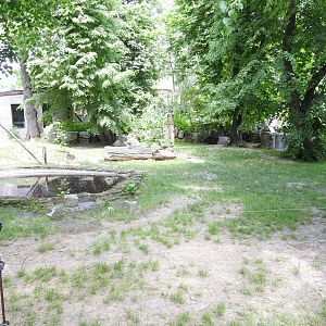 Malayan tapir exhibit