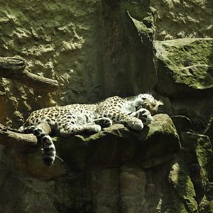 Persian leopard exhibit