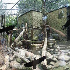 Persian leopard exhibit