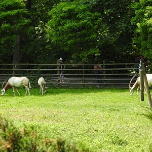 scimitar-horned oryx exhibit