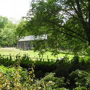 scimitar-horned oryx exhibit