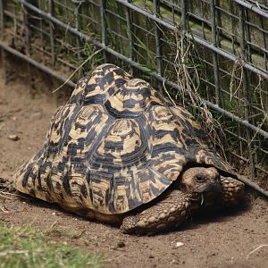 Leopard tortoise - 27 June 2021