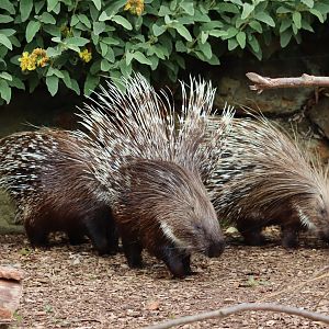 Crested porcupine - 27 June 2021