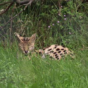 Serval - 27 June 2021