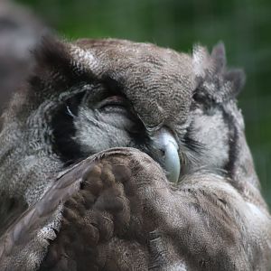 Milky eagle-owl - 27 June 2021