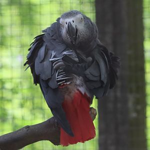 Congo grey parrot - 27 June 2021