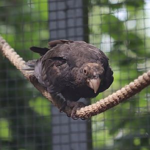 Greater vasa parrot - 27 June 2021