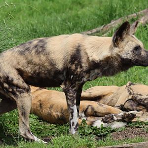 African wild dogs - 27 June 2021