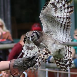 Milky eagle-owl - 27 June 2021