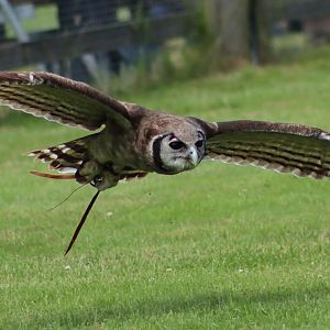 Milky eagle-owl - 27 June 2021