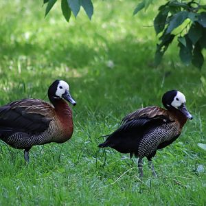 White-faced whistling ducks - 27 June 2021