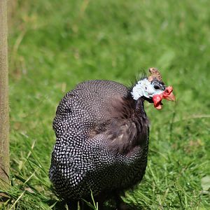 Helmeted guineafowl - 27 June 2021