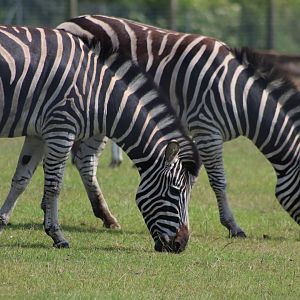 Chapman's zebra - 27 June 2021