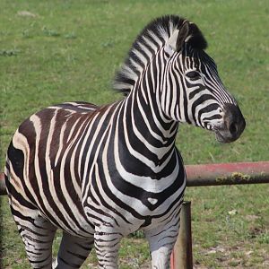 Chapman's zebra - 27 June 2021