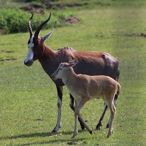 Blesbok - 27 June 2021